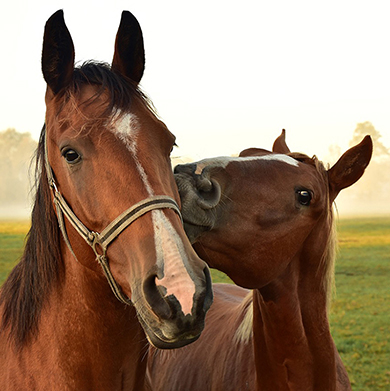 Riviera Horses